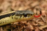 garter snake 1