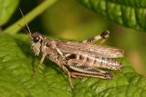 grasshopper 2
