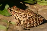 leopard frog