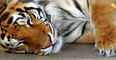 Tiger Nap