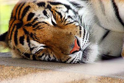 Tiger Nap2