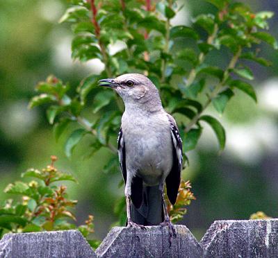 birdonfence