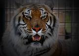 Tiger Smile