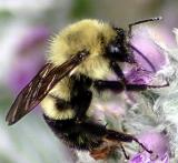 bumble (July 10th)