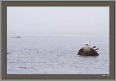 Foggy Coast, Brooklin II