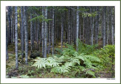 Woods, Moss, and Ferns, Mt. Desert Id.
