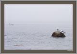 Foggy Coast, Brooklin II