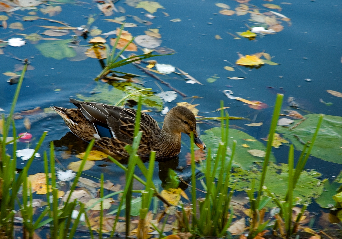 Duck in Blue