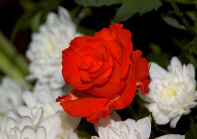 Red & White - The Myth