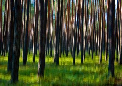 Solska Forest