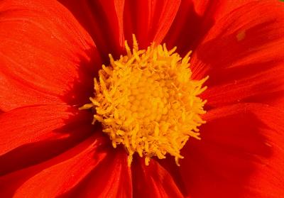 Yellow on Red