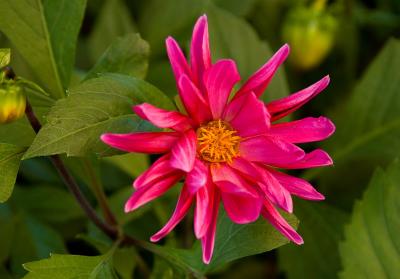 Beauty Star