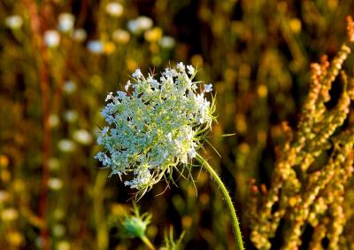 Late Summer Beauty
