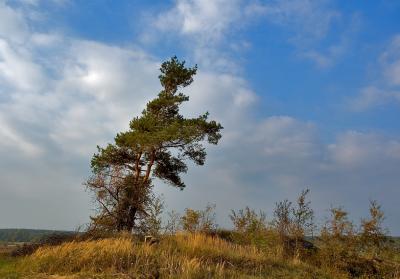 The Leaning Tree