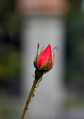 Late Bud