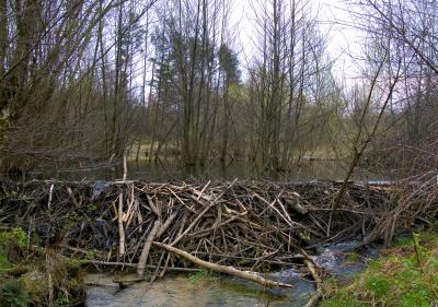 Beaver Dam