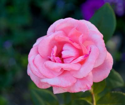 Pink Invitation