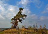 The Leaning Tree