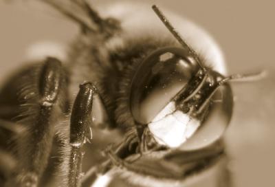 Bumble Bee 2.jpg