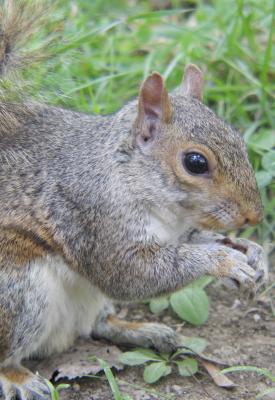 Squirrel Close up.jpg