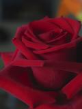 Red Rose3.jpg