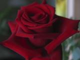 Red Rose4.jpg
