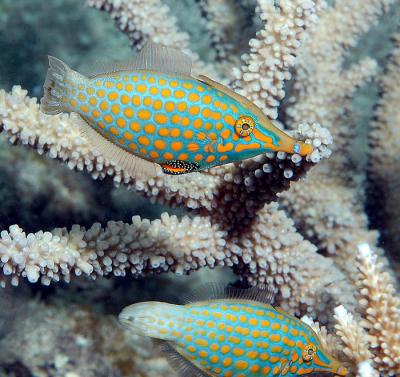 Oxymonacanthus longirostris (Beaked Leatherjacket / Harlequin Filefish)