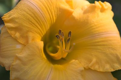 Daylily Garden