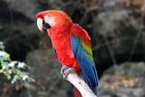 Scarlet Macaw.JPG