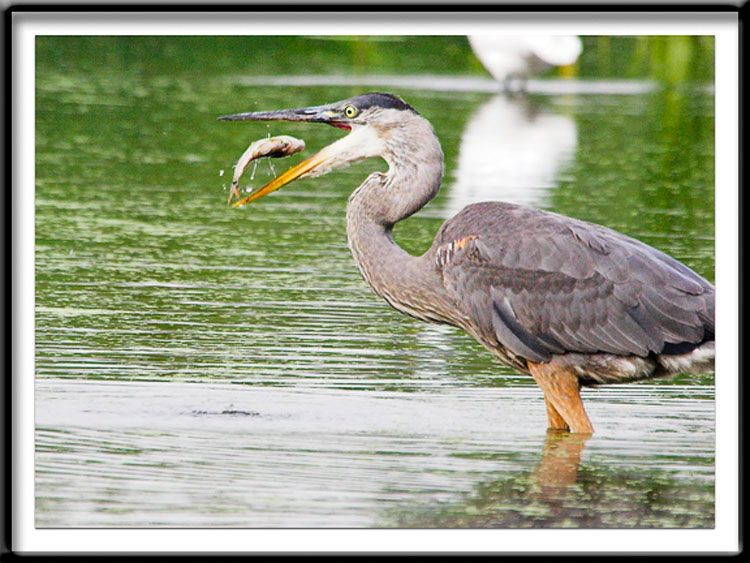 Egrets and Herons