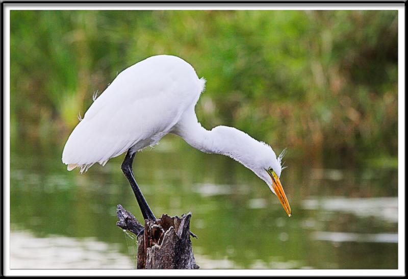 Wildlife