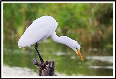 v3/56/520456/3/48548637.20D_1358101EgretLookingforFishcopy.jpg