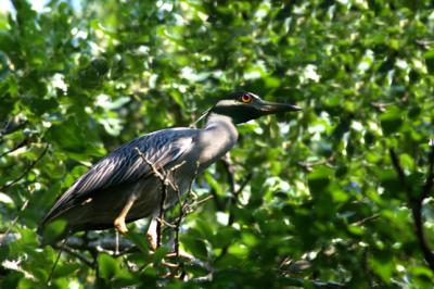 YEARLING