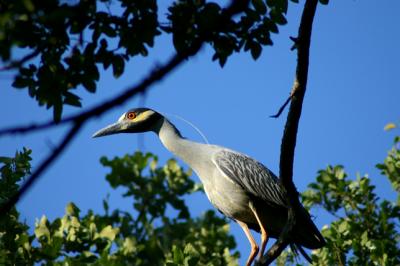 ADULT WITH PLUME