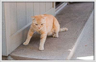TOMMYIMGP5468CAT-02 copy.jpg