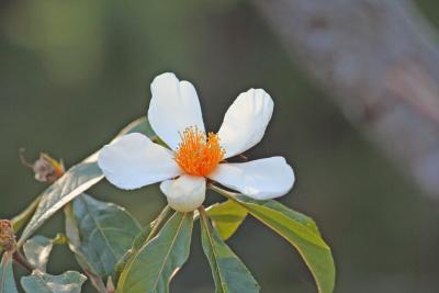 The Endangered Franklinia: Seeking A Special Person For Its Care & Nurturing.