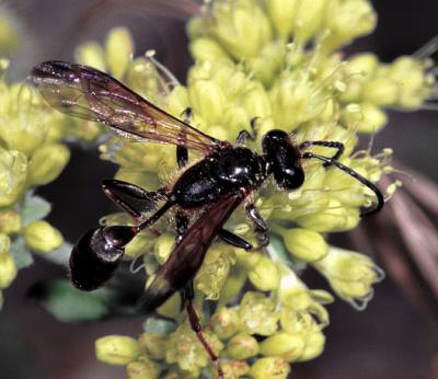 Wasp on Erigonum.jpg
