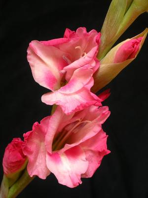 Pink Gladiolus2.jpg