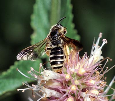 Alfalfa Bee.jpg