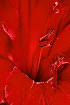 Gladiola closeup 1.jpg