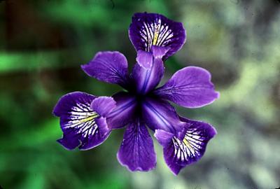 Iris.jpg