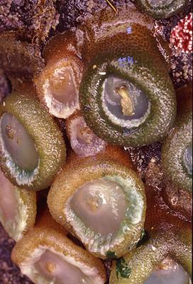 Oregon Anemones.jpg