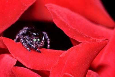 Black Jumping Spider on Red Rose