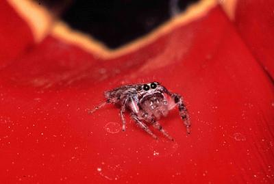 Jumping spider on red tulip