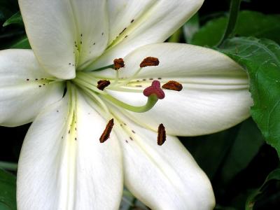 White Lily 2.jpg