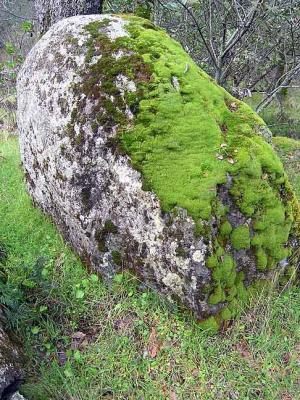 Mossy Boulder.jpg