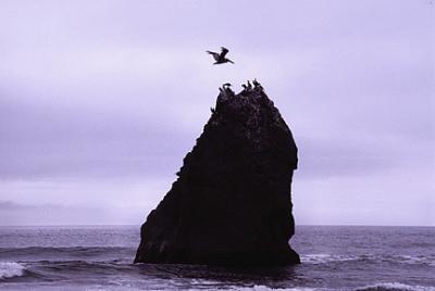 Rock & Pelican