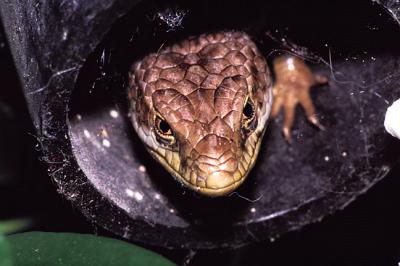 alligator lizard.jpg