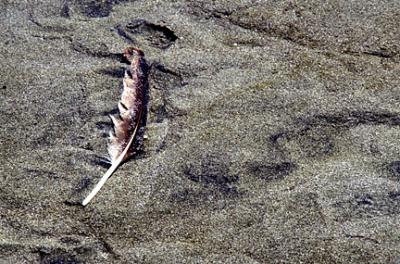Feather in Pond.jpg