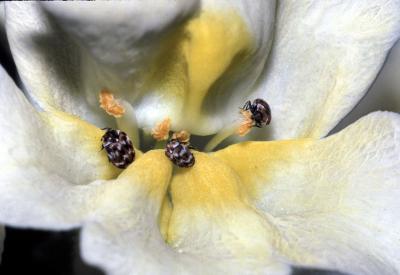 Beetles on flower.jpg